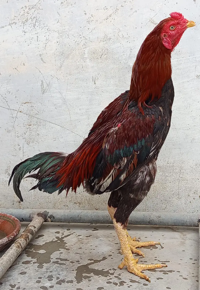 Aseel Murgha for Sale — photo 3