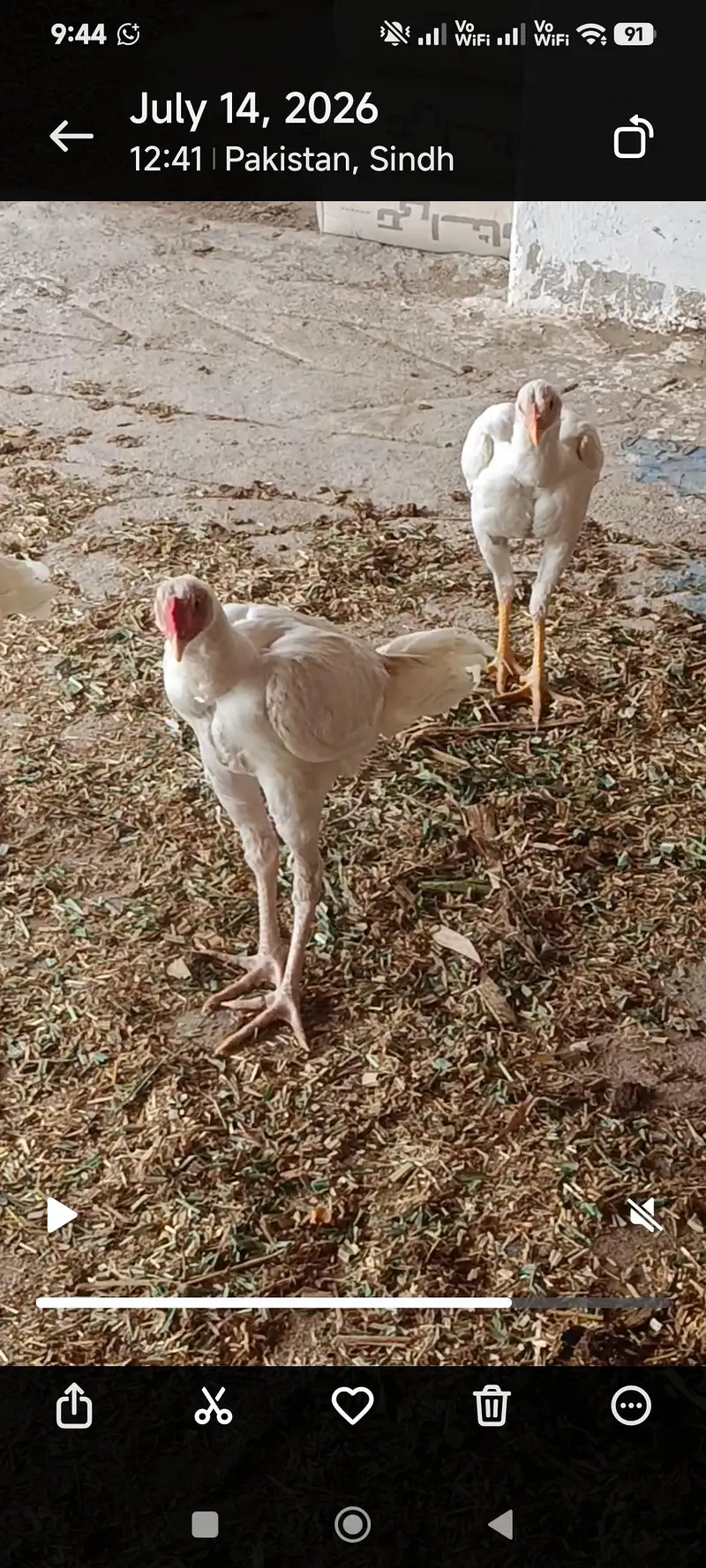 White Hera Aseel Pair — photo 4