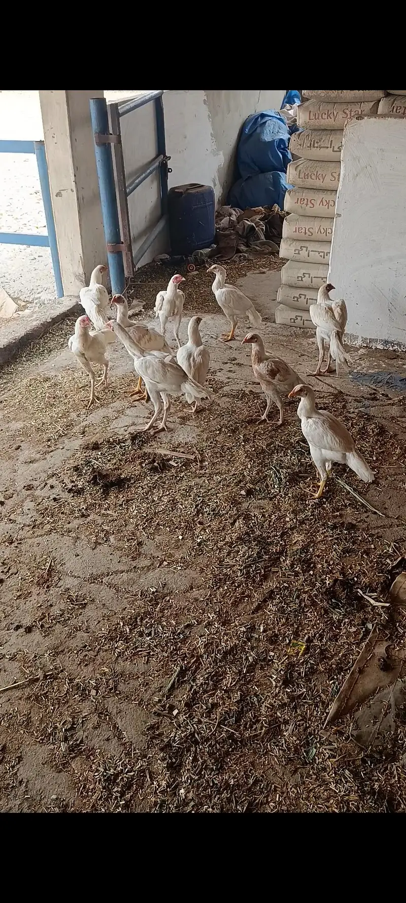 White Hera Aseel Pair — photo 5