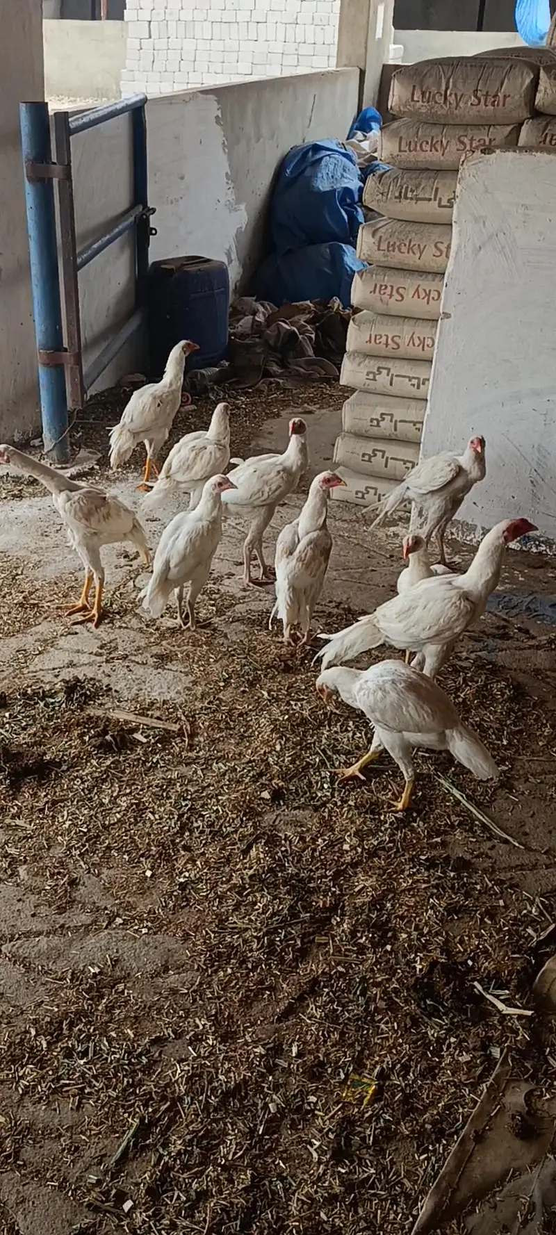 White Hera Aseel Pair — photo 6
