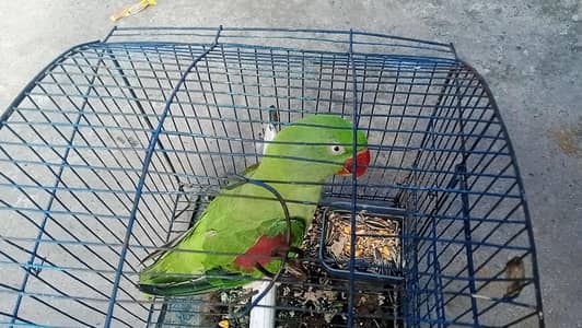 raw parrot female