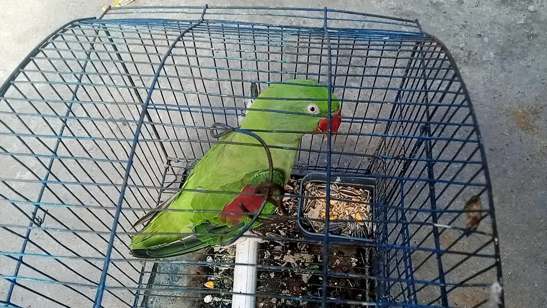 raw parrot female — photo 2
