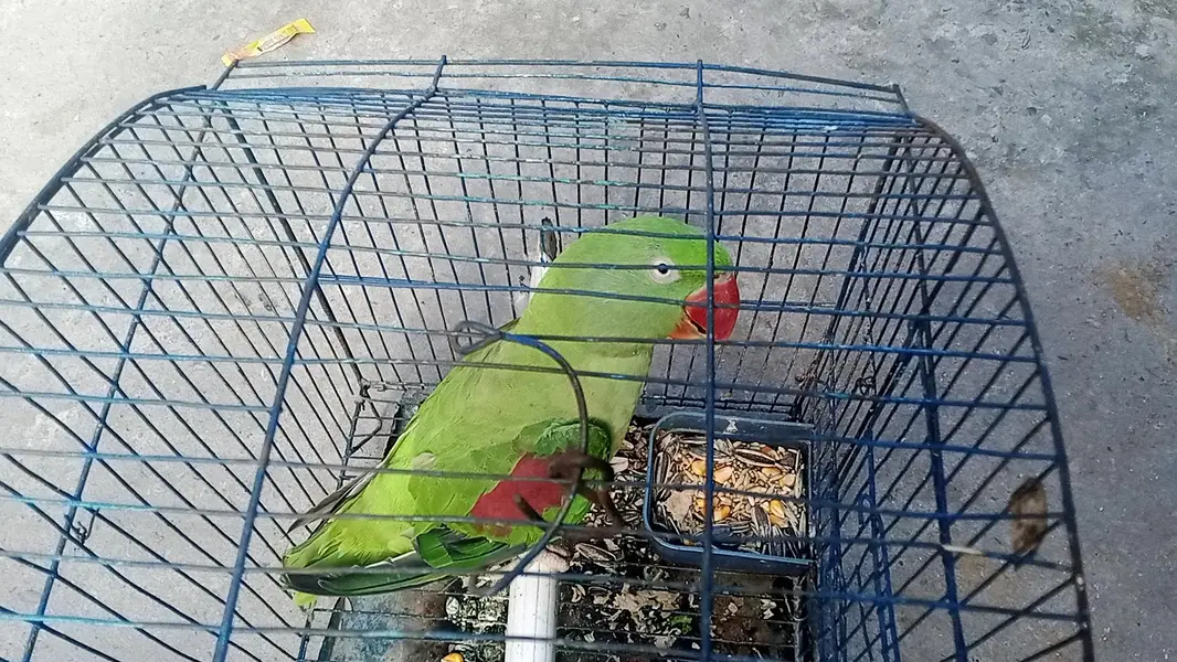 raw parrot female — photo 3