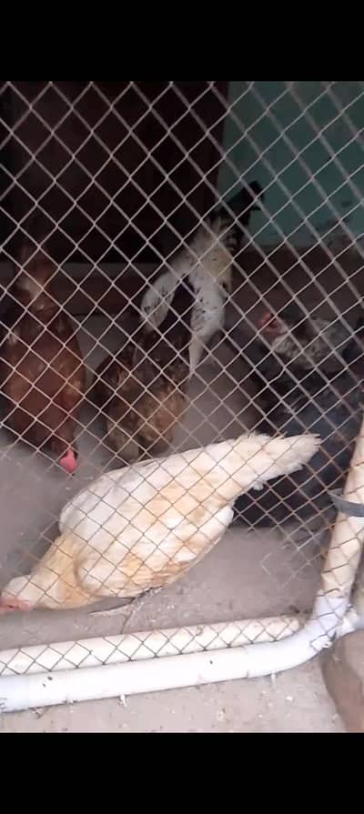 1 murga or 6 murgia egg wali for sale