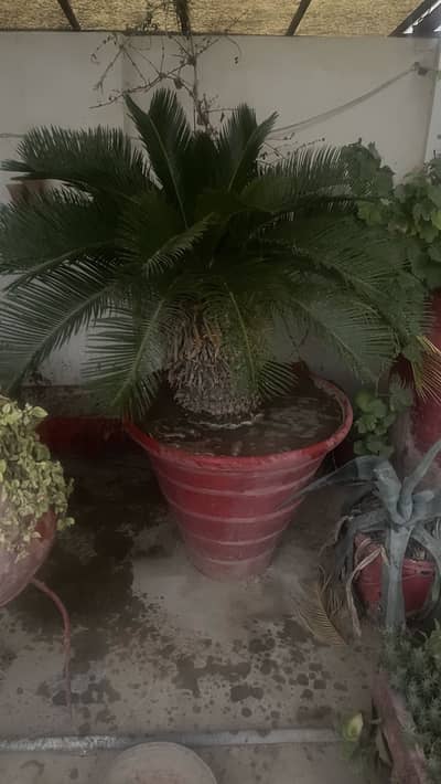 King fame plant height 4 feet  and more plant
