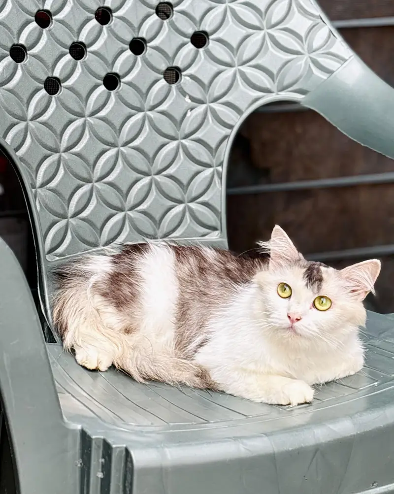 persian cats and kittens for sale wtsapp (0307/710/92/69) — photo 6