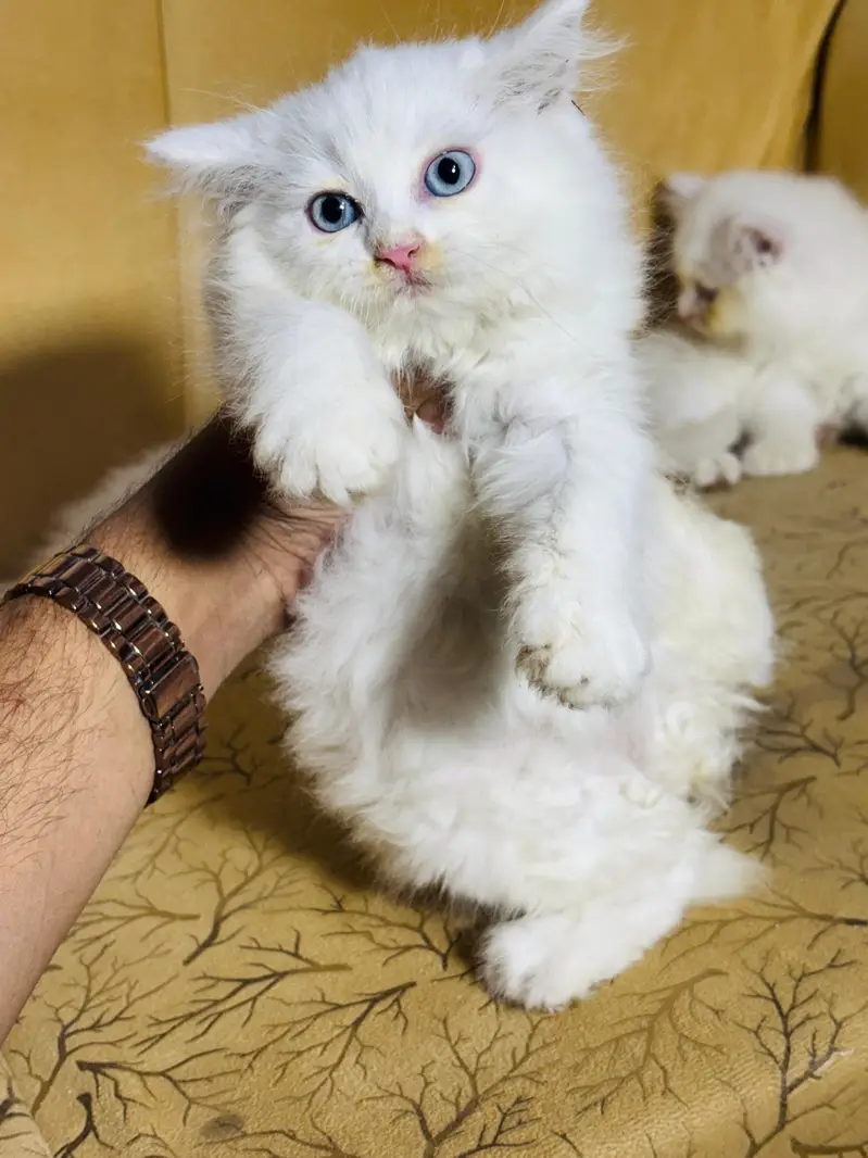persian cats and kittens for sale wtsapp (0307/710/92/69) — photo 7