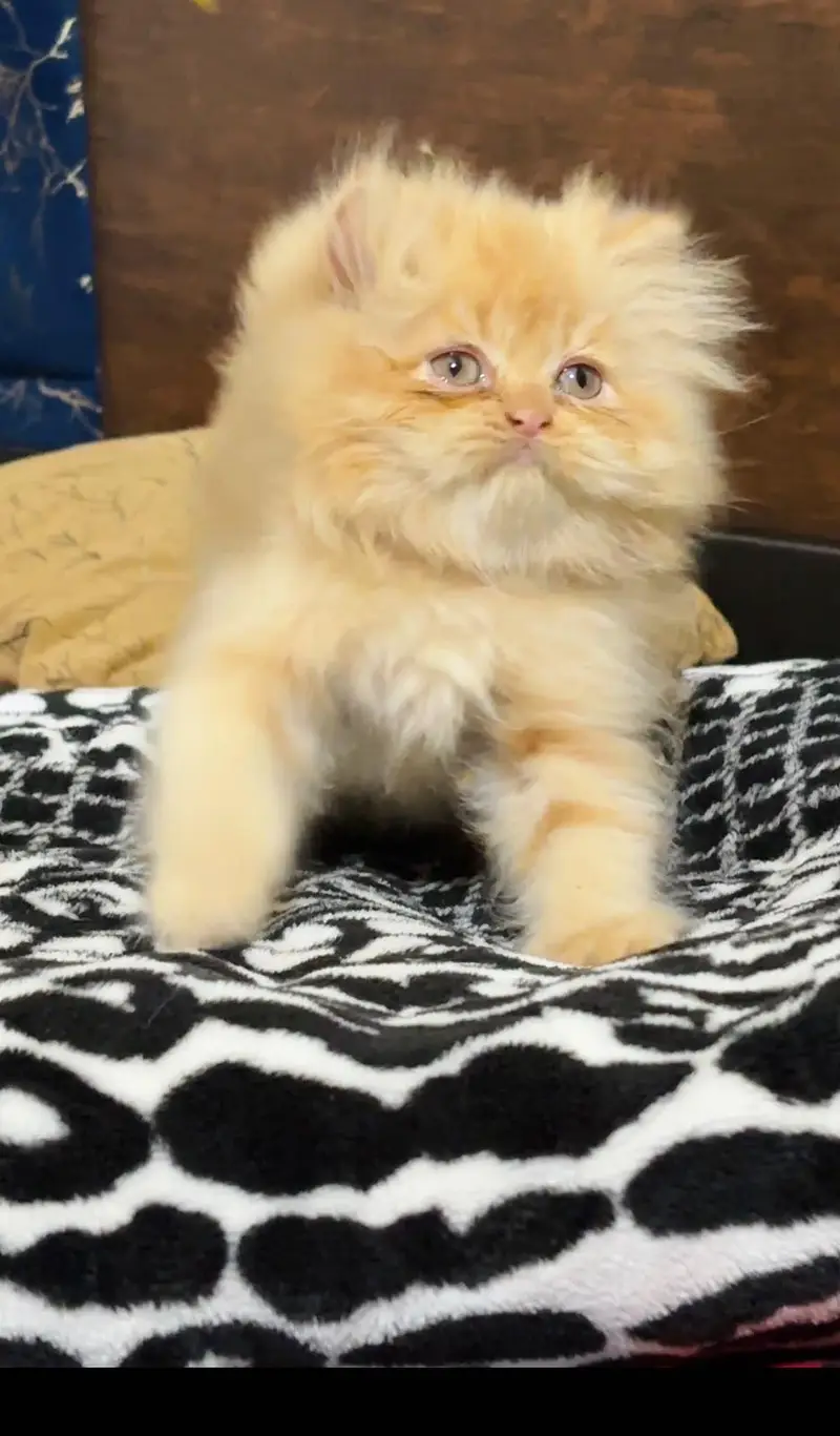 persian cats and kittens for sale wtsapp (0307/710/92/69) — photo 10