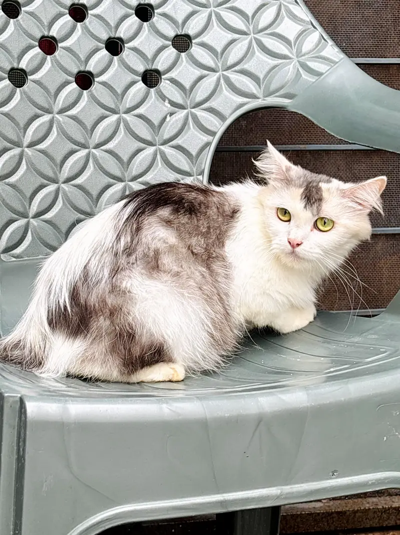 persian cats and kittens for sale wtsapp (0307/710/92/69) — photo 12