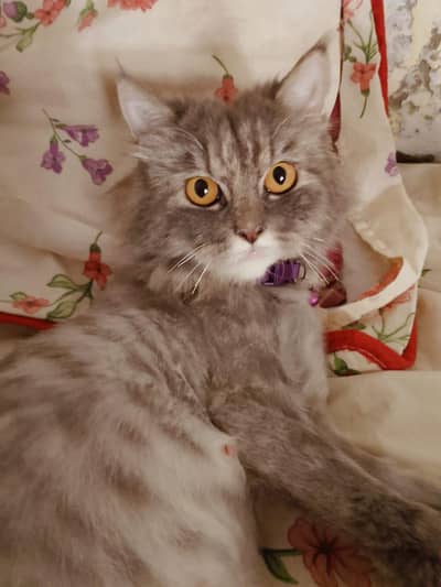Persian Female Cat looking for New home
