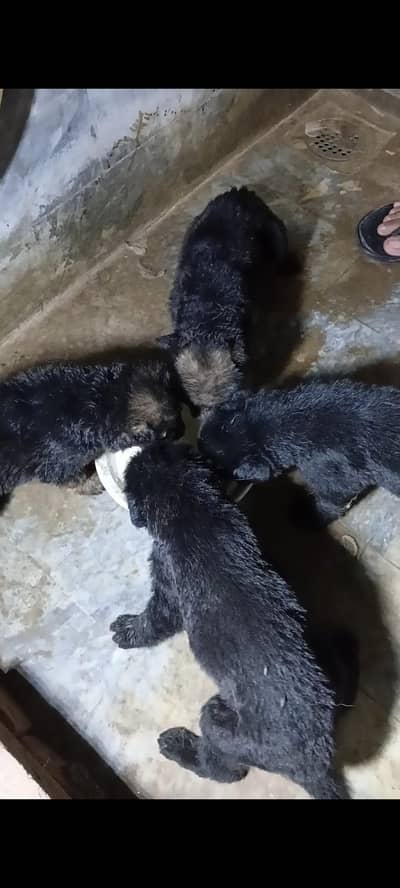 Gsd puppies