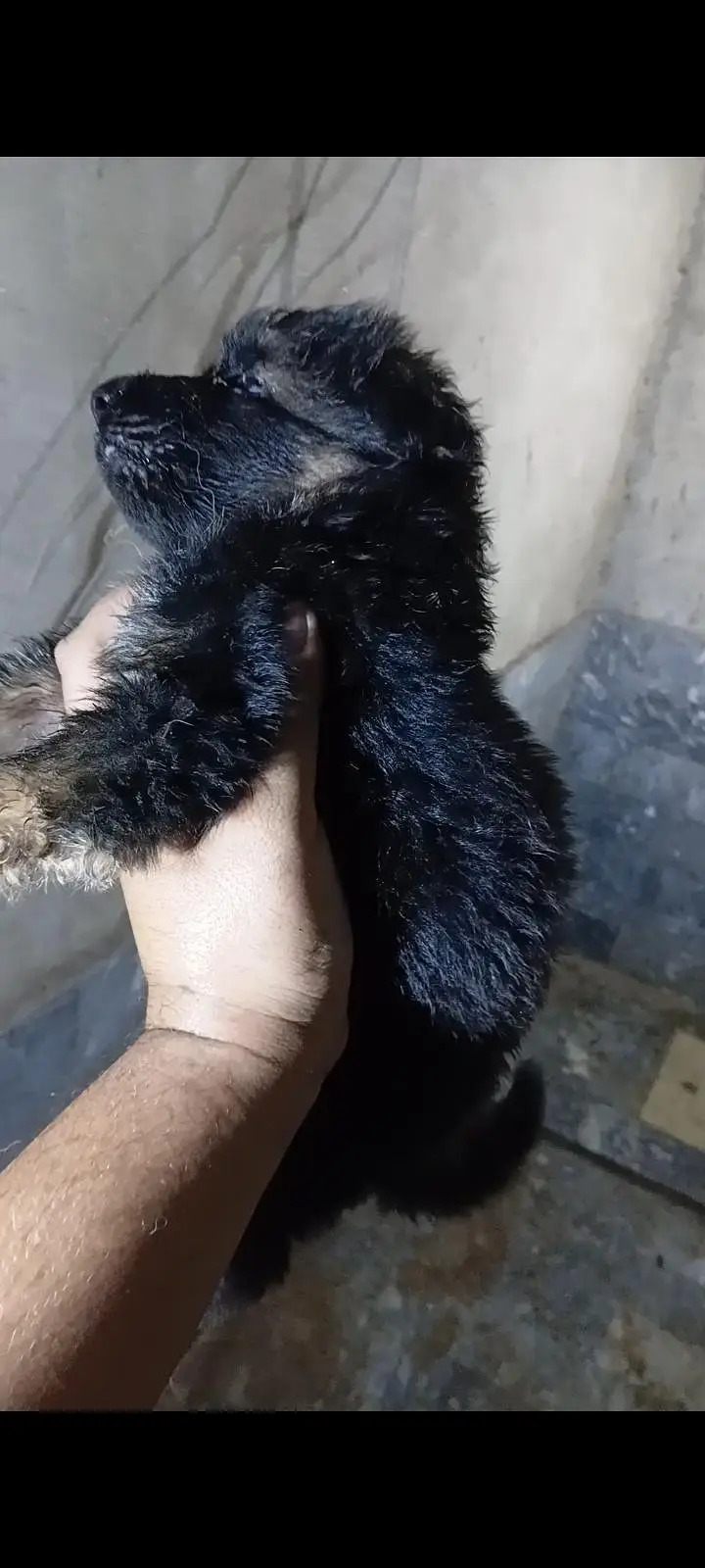 Gsd puppies — photo 2