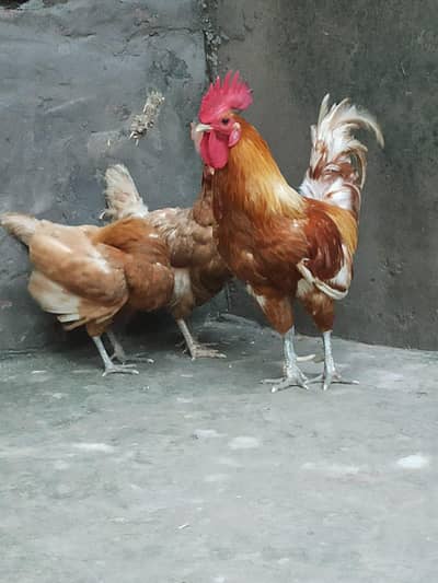 Pure Desi Pair - Regular Andy Denay Wali Murghi - Home Grown