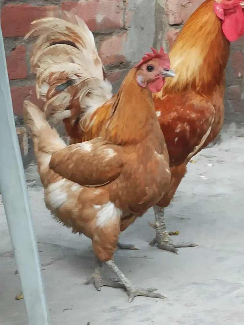 Pure Desi Pair - Regular Andy Denay Wali Murghi - Home Grown — photo 2
