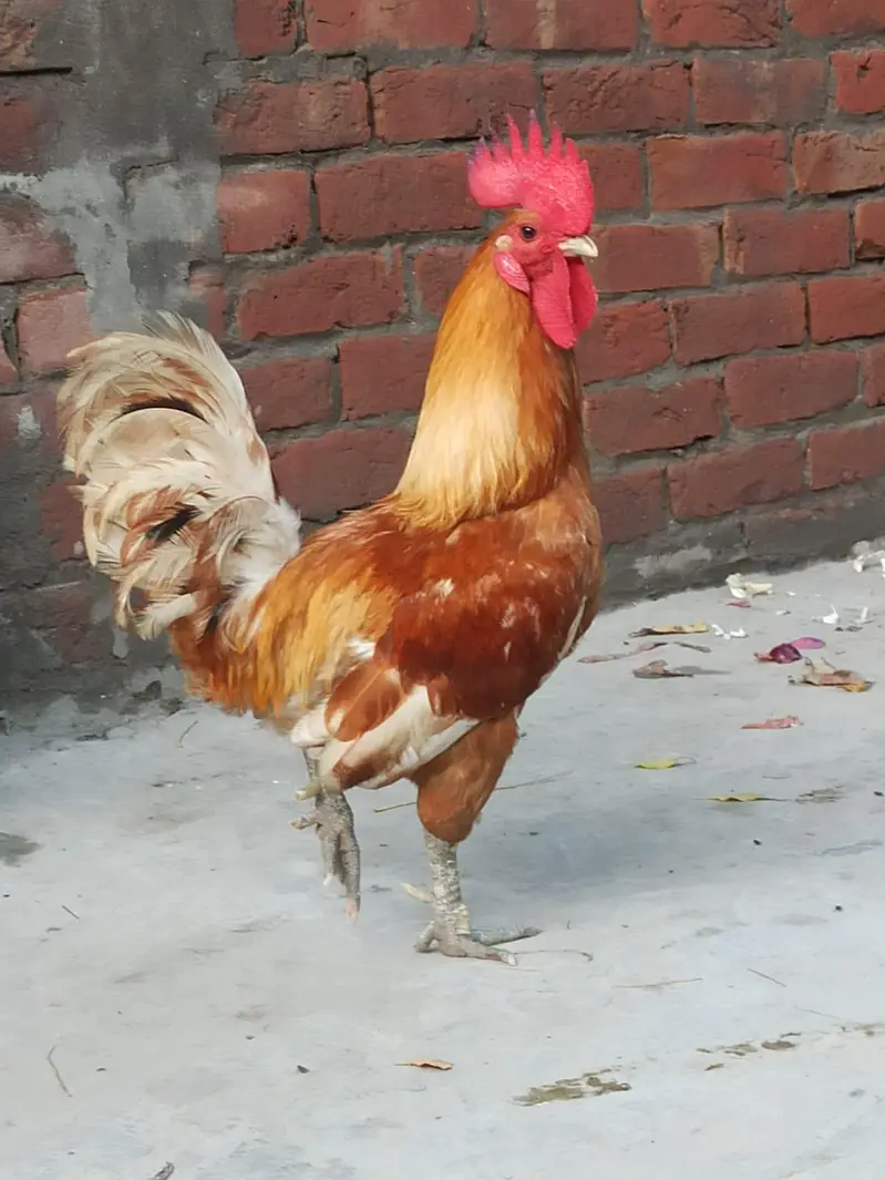Pure Desi Pair - Regular Andy Denay Wali Murghi - Home Grown — photo 3