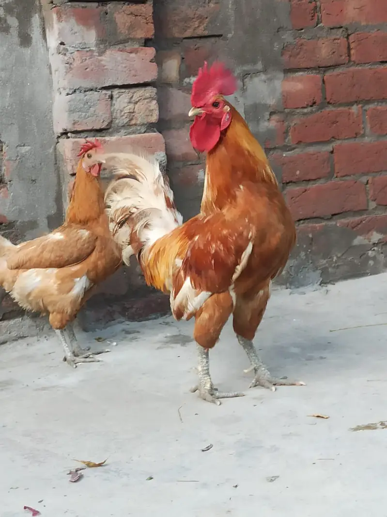 Pure Desi Pair - Regular Andy Denay Wali Murghi - Home Grown — photo 4