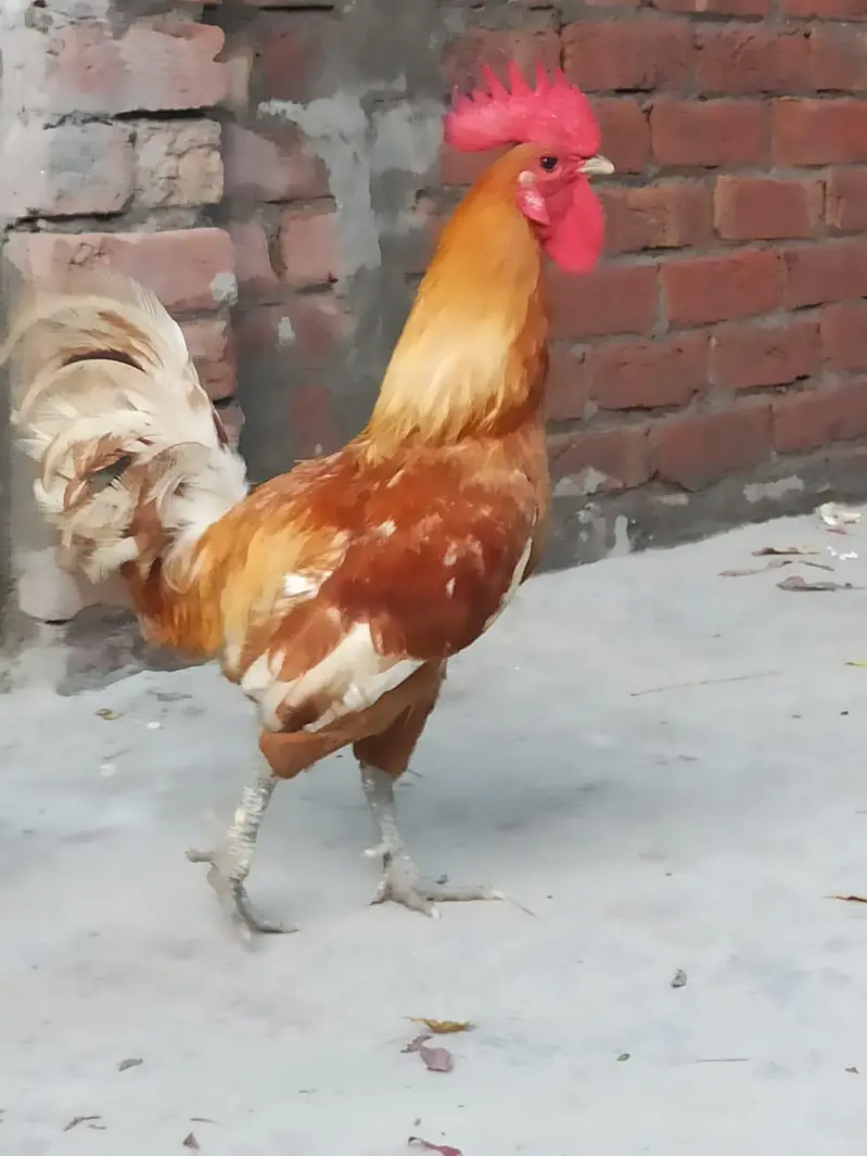 Pure Desi Pair - Regular Andy Denay Wali Murghi - Home Grown — photo 5