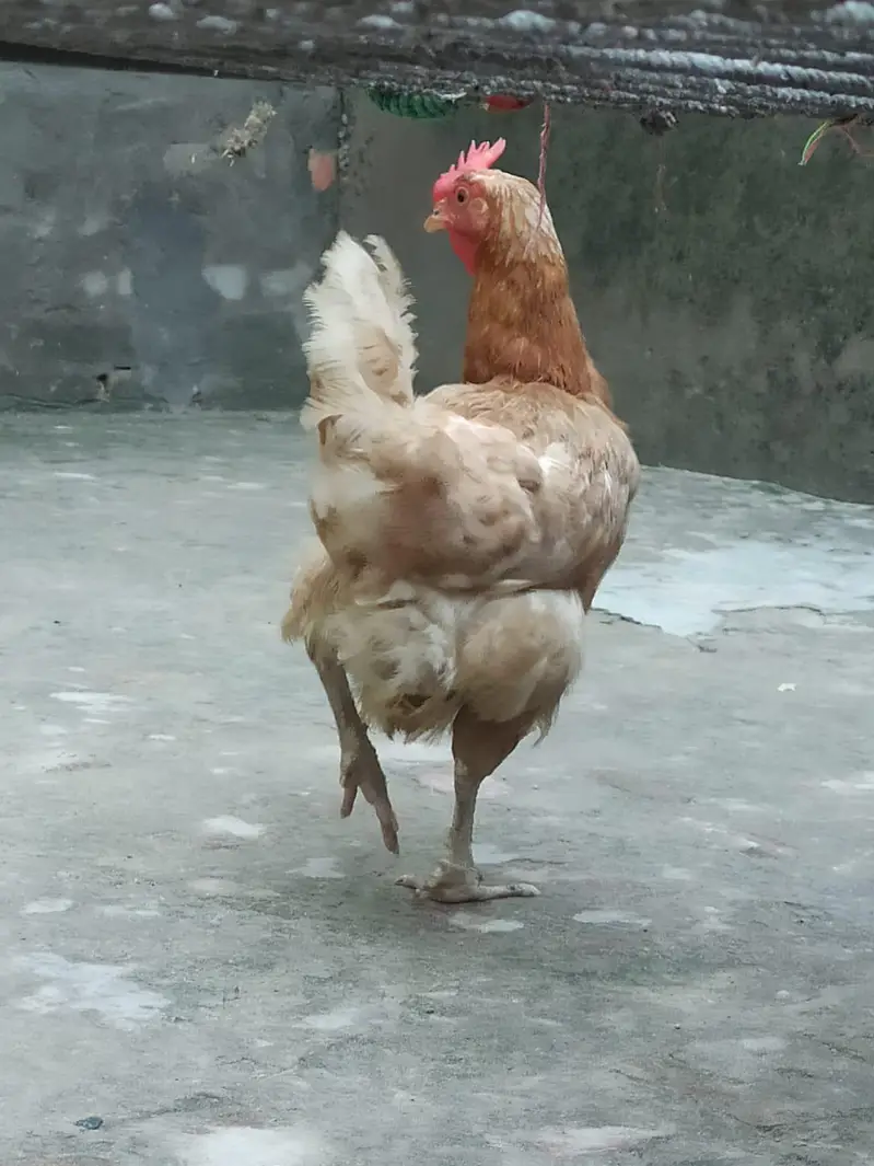Pure Desi Pair - Regular Andy Denay Wali Murghi - Home Grown — photo 6