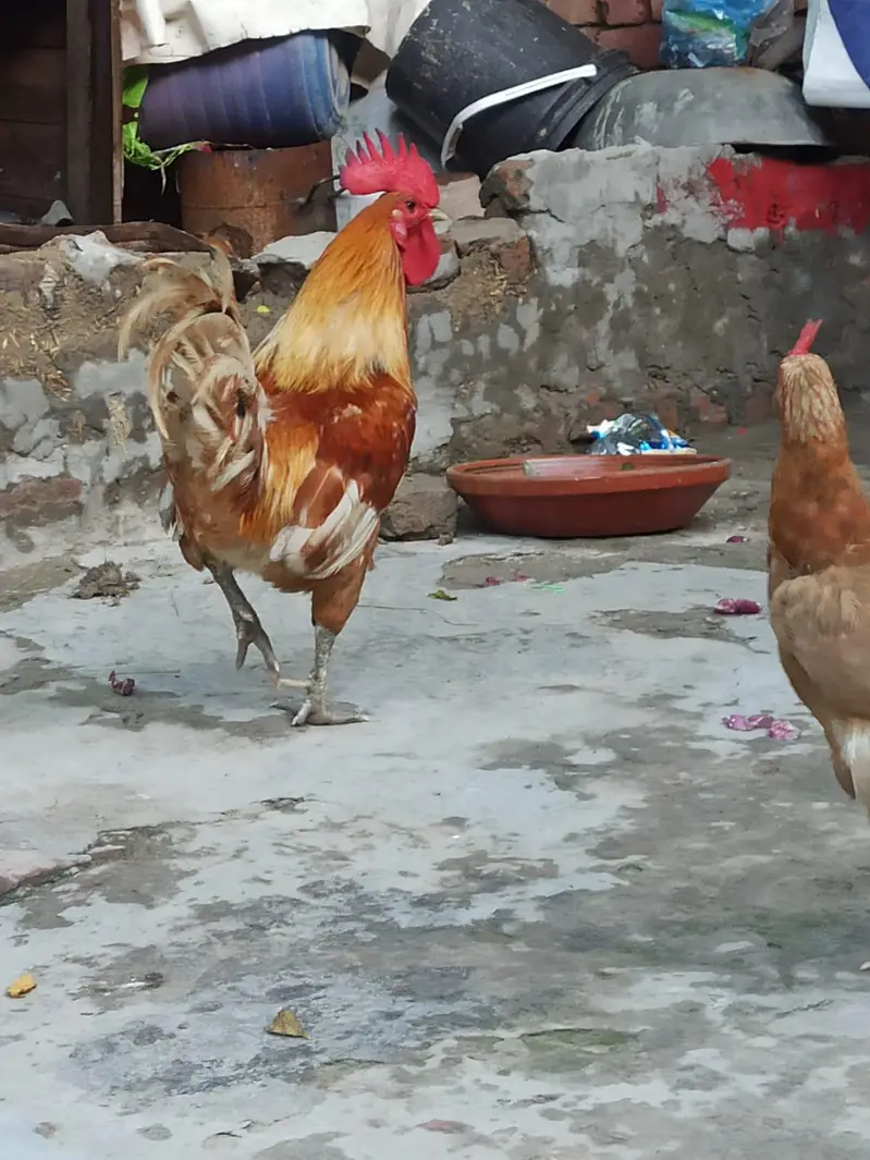 Pure Desi Pair - Regular Andy Denay Wali Murghi - Home Grown — photo 7