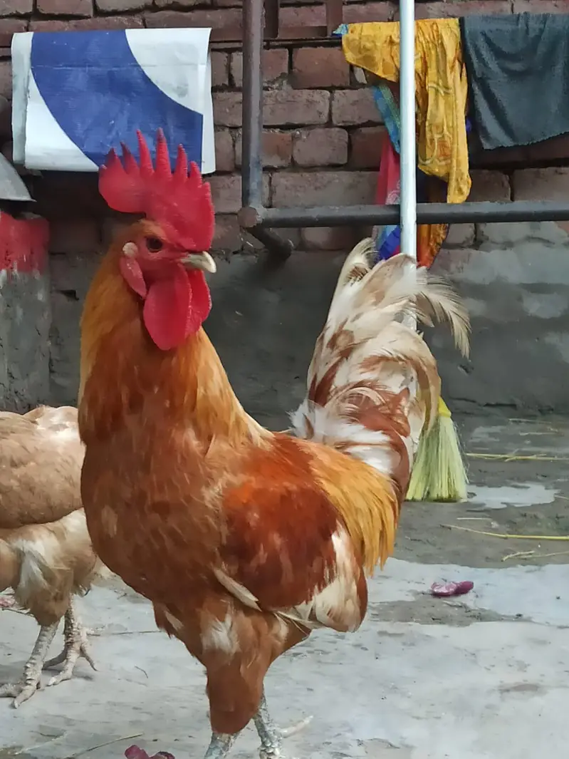 Pure Desi Pair - Regular Andy Denay Wali Murghi - Home Grown — photo 8