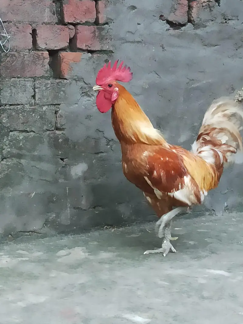 Pure Desi Pair - Regular Andy Denay Wali Murghi - Home Grown — photo 9