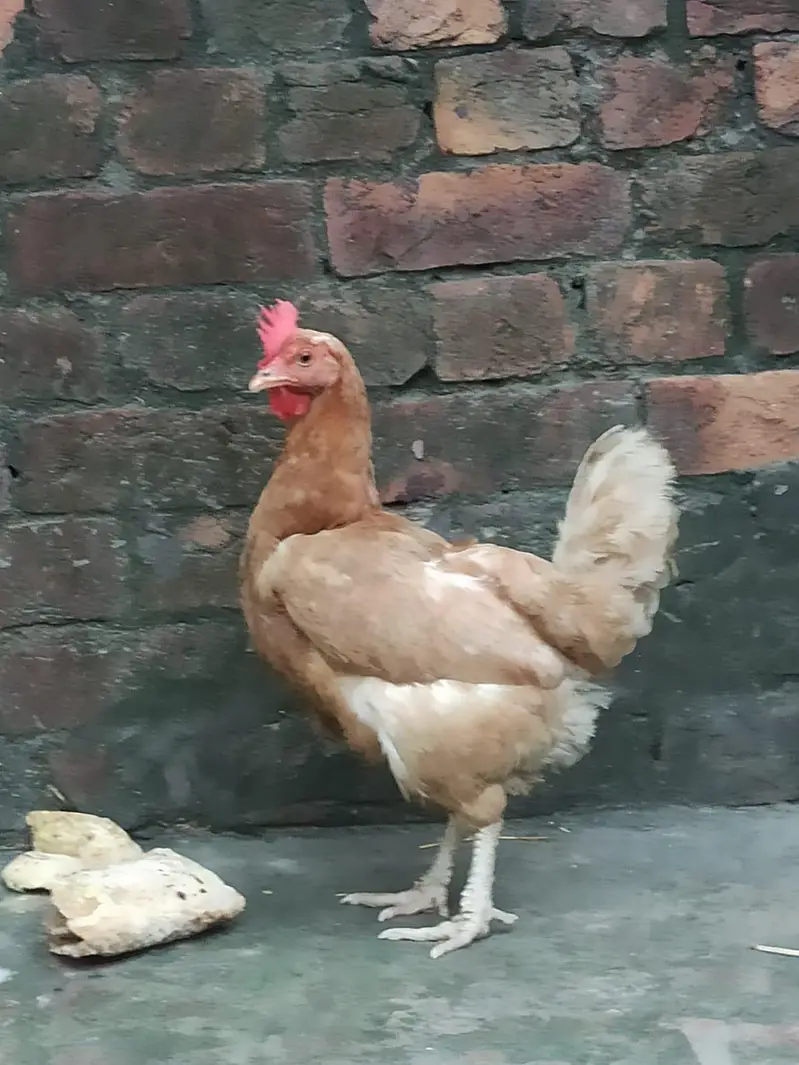 Pure Desi Pair - Regular Andy Denay Wali Murghi - Home Grown — photo 10