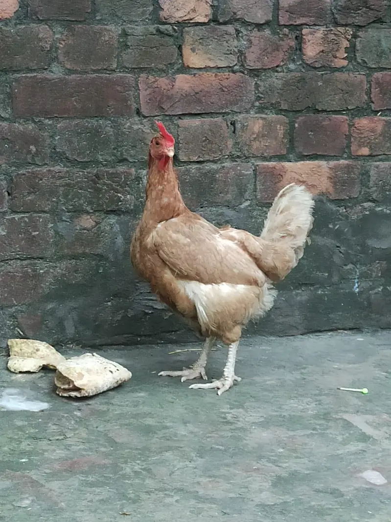 Pure Desi Pair - Regular Andy Denay Wali Murghi - Home Grown — photo 11