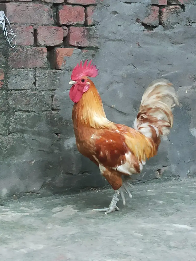 Pure Desi Pair - Regular Andy Denay Wali Murghi - Home Grown — photo 12