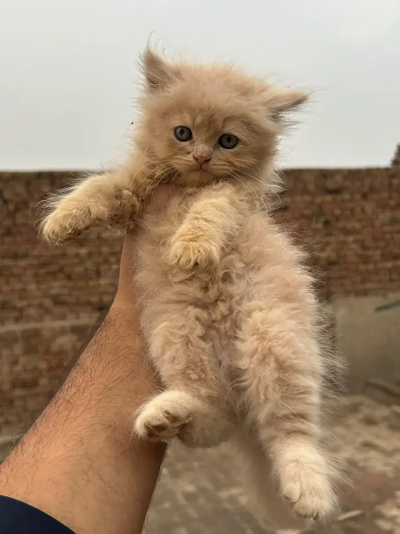 persian cats and kittens for sale wtsapp (0307/710/92/69) — photo 2