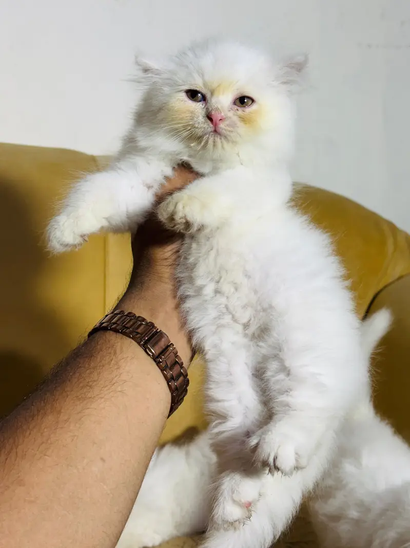 persian cats and kittens for sale wtsapp (0307/710/92/69) — photo 3