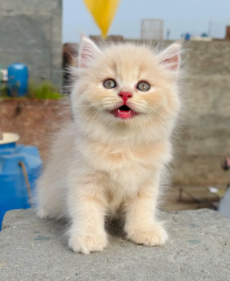 persian cats and kittens for sale wtsapp (0307/710/92/69) — photo 4