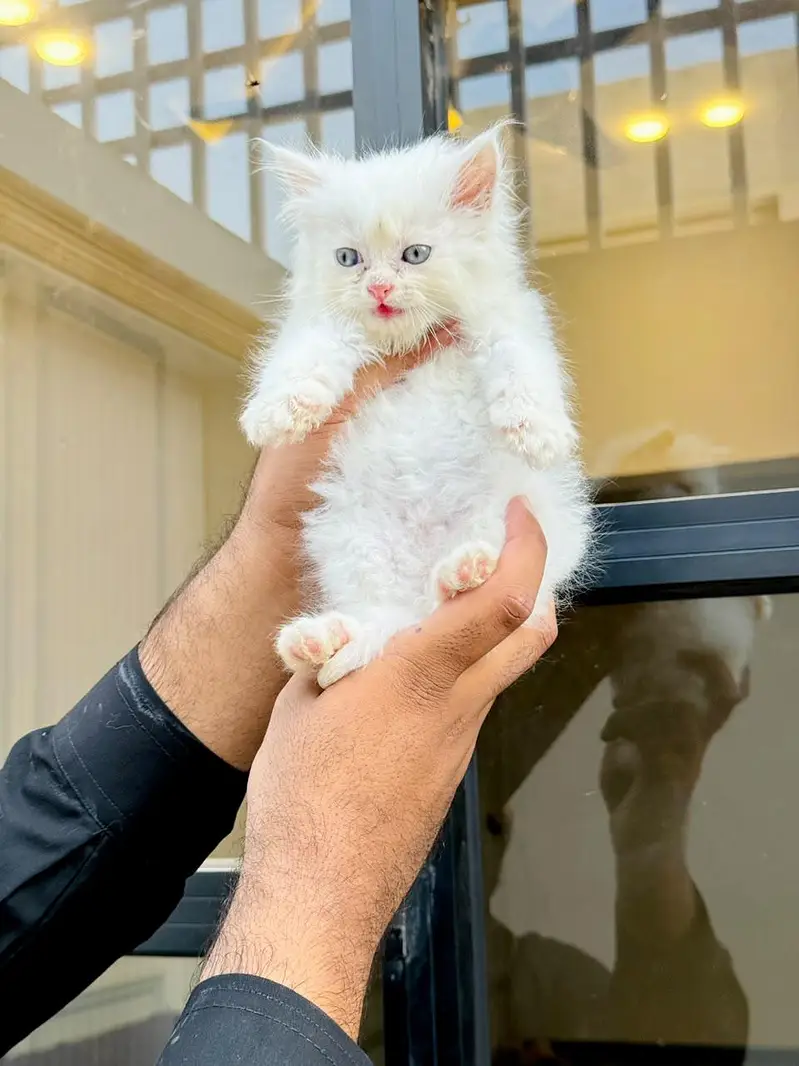 persian cats and kittens for sale wtsapp (0307/710/92/69) — photo 5