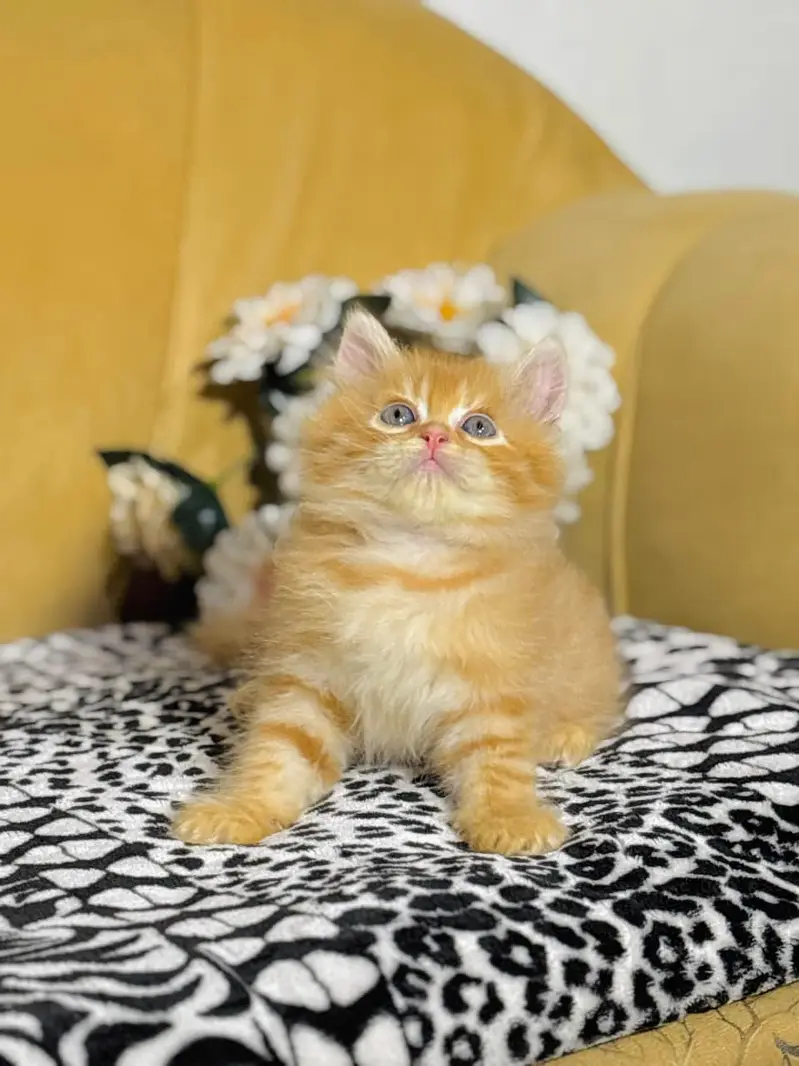 persian cats and kittens for sale wtsapp (0307/710/92/69) — photo 8