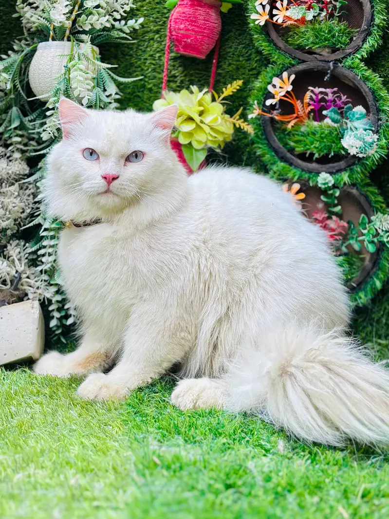 persian cats and kittens for sale wtsapp (0307/710/92/69) — photo 9