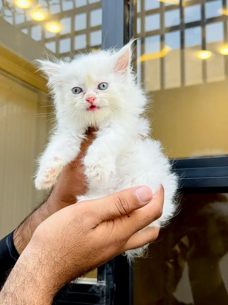 persian cats and kittens for sale wtsapp (0307/710/92/69) — photo 12