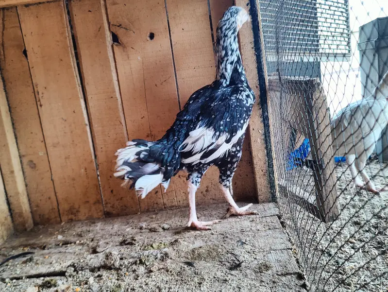 aseel female — photo 2
