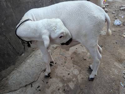 dhumba