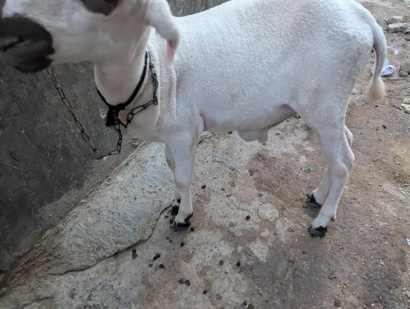 dhumba — photo 3