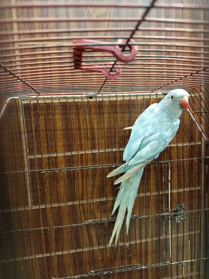 lacewing ringneck 4