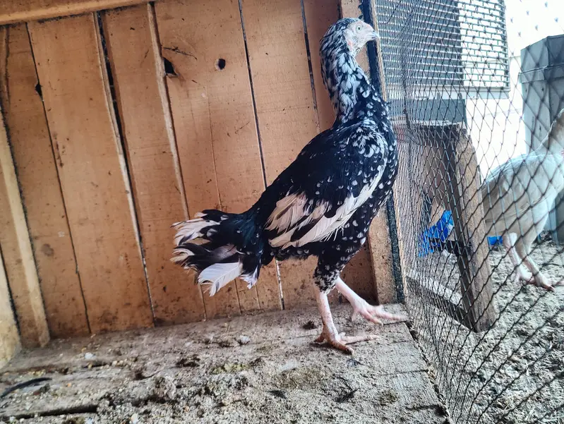 aseel female — photo 3