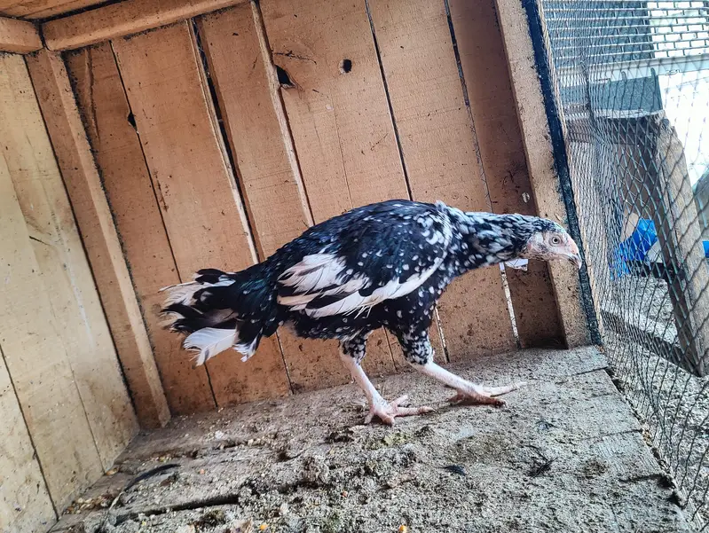 aseel female — photo 5