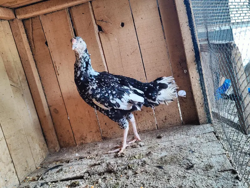 aseel female — photo 7