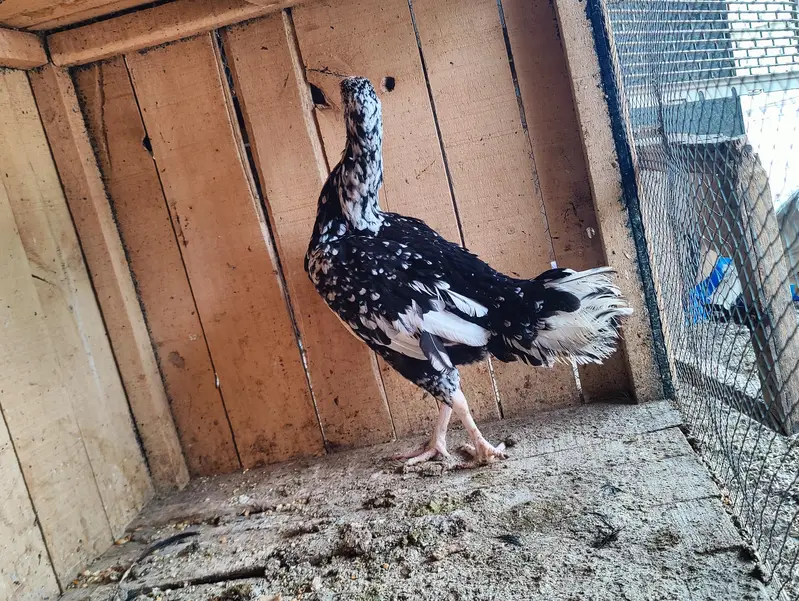 aseel female — photo 8