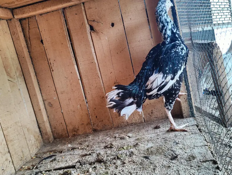 aseel female — photo 10