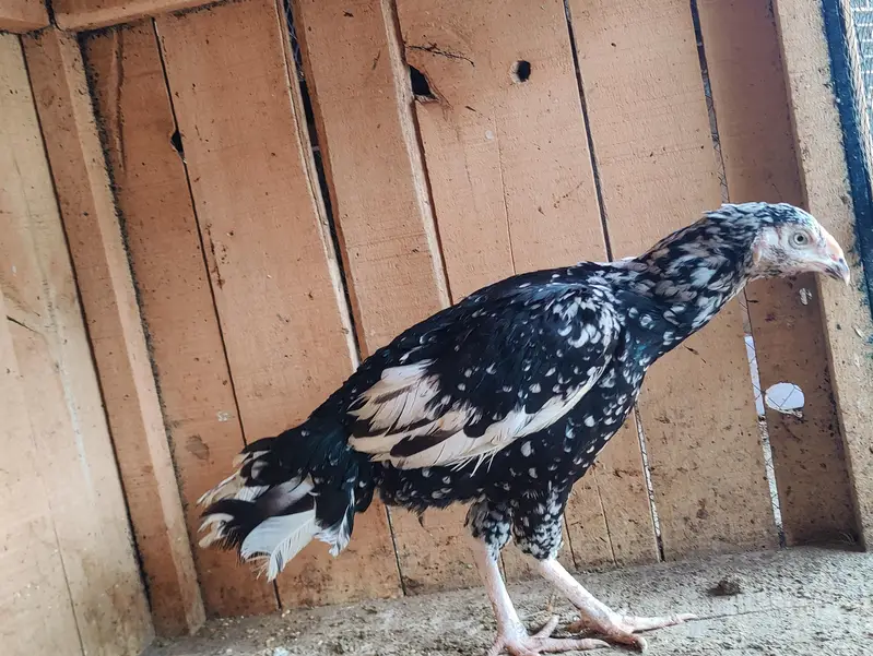 aseel female — photo 11