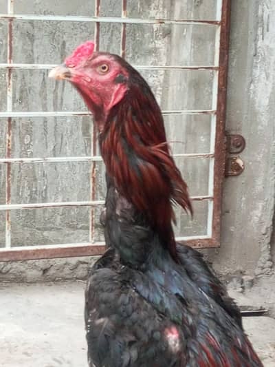 thai aseel