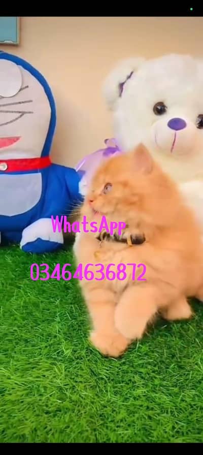 Persian cat 3 coated 5 phase vaccinated delivery all Pakistan