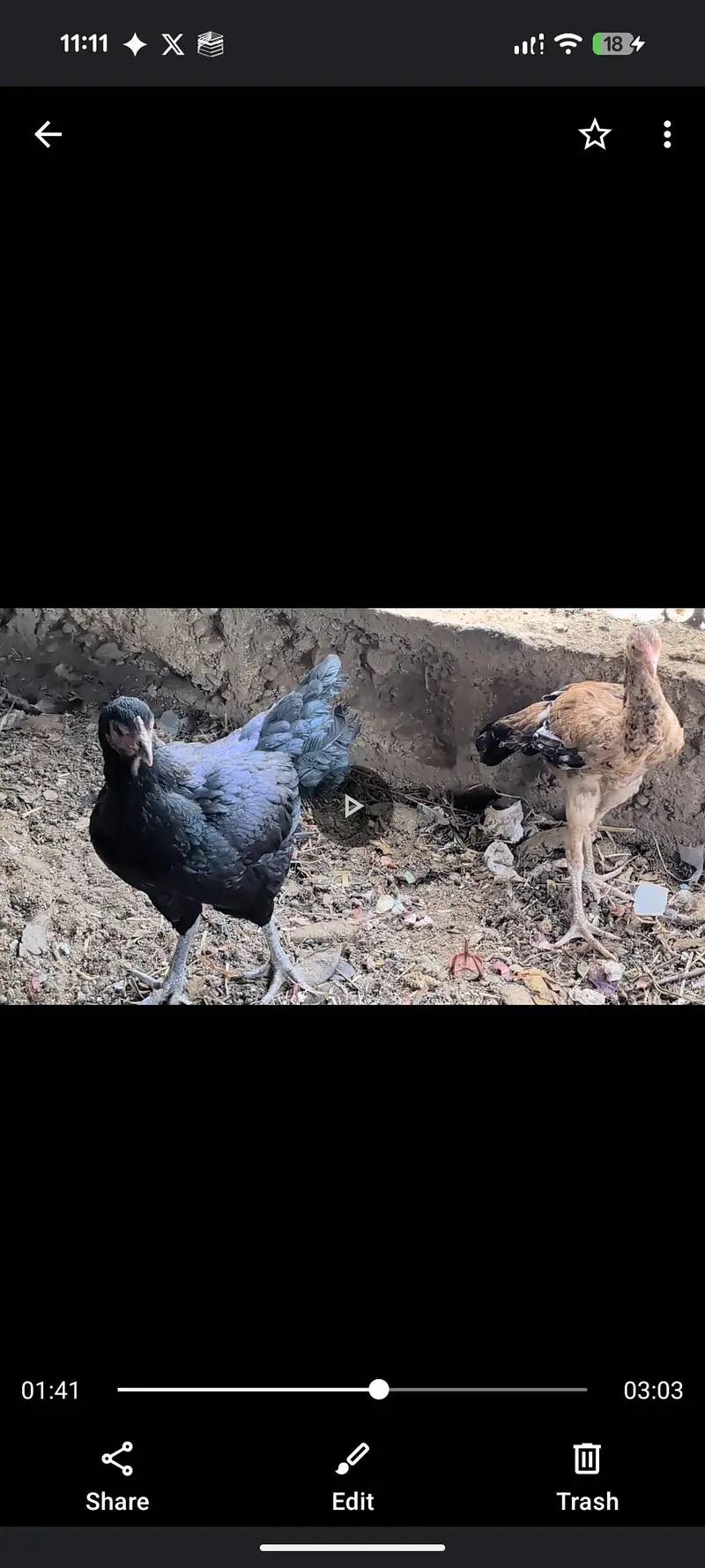 5 murgiyn sb hi ni generation ki hn — photo 3