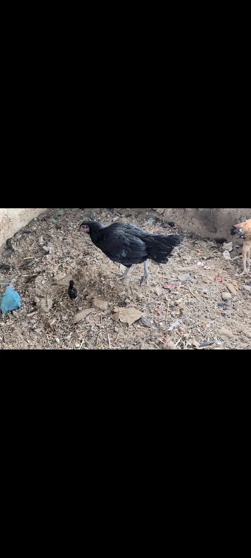 5 murgiyn sb hi ni generation ki hn — photo 4
