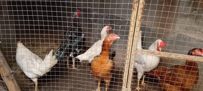 Aseel Setup for Sell & Exchange Murghay Murhiyan Chicks Eggs Cages all